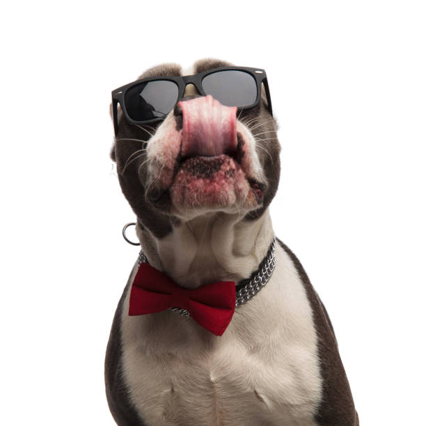 istock head of eager american bully with bowtie and sunglasses 1091213420