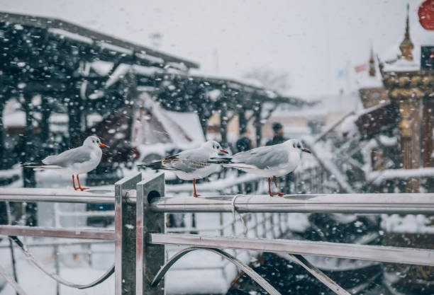 Snowy winter time view of Galata Bridge with little seagull birds in the city of Istanbul, Turkey. 4K footage