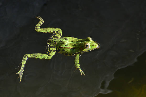 istock Close up frog in a pond 1091219338