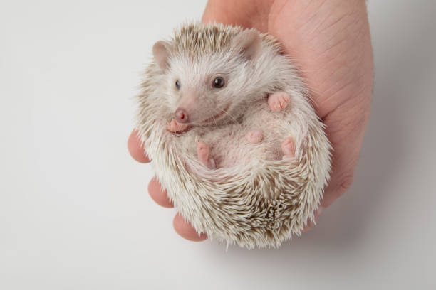 istock person holding cute grey hedgheog in palm 1091220704