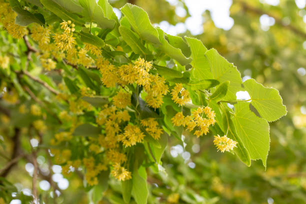 istock Close up of blooming linden branches during spring time. 1091222562