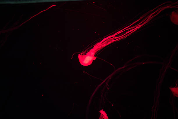 istock Jellyfish red light isolated on the black background 1091223294