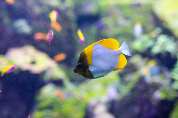 istock Fish color surgeon reflection floating in the aquarium 1091225676