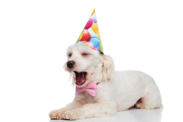 istock cute and tired gentleman bichon with birthday hat yawning 1091226362