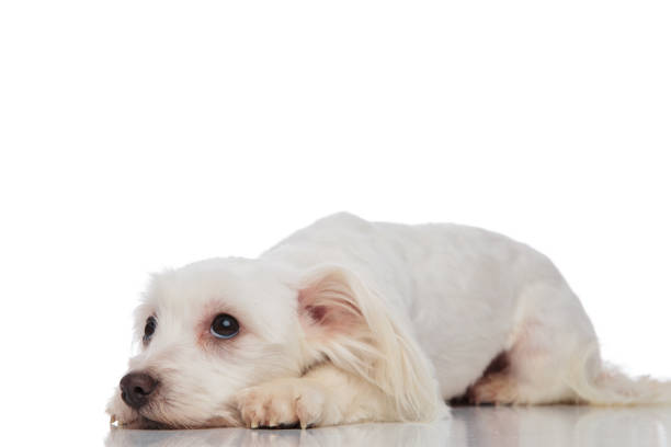 cute bich⁬on lies on white background and looks up to side