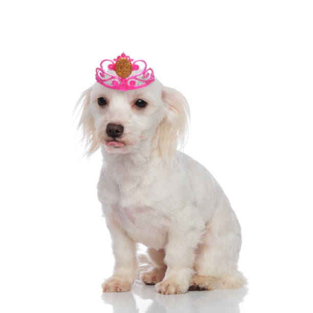 istock curious bichon wearing a princess crown for halloween sitting 1091226588