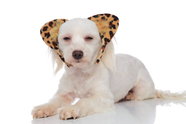 istock adorable white bichon wearing animal print headband lying 1091226598