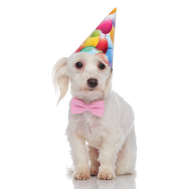 istock gentleman bichon with birthday hat stands 1091226702
