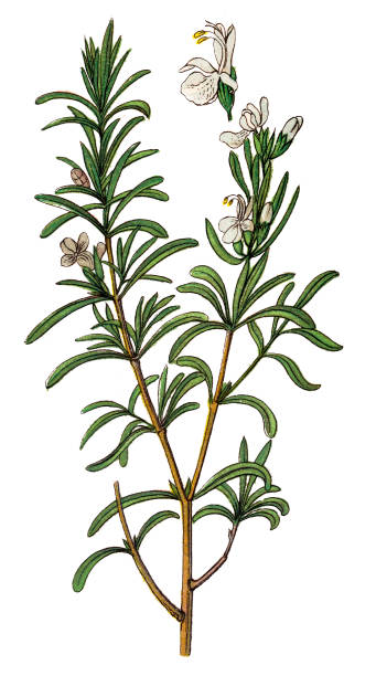 illustrazioni stock, clip art, cartoni animati e icone di tendenza di rosmarinus officinalis, comunemente noto come rosmarino - rosemary