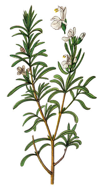 ilustrações de stock, clip art, desenhos animados e ícones de rosmarinus officinalis, commonly known as rosemary - white background flower bud stem