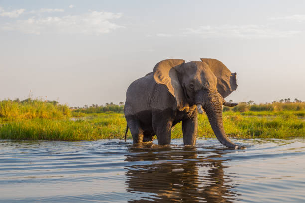 istock front view portrait natural african elephant (loxodonta africana) standing in water 1091227258