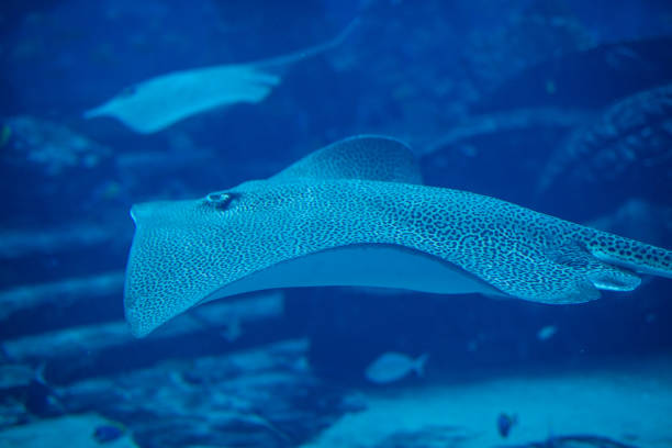 Images which beautifully showcase the stunning landscape, underwater world of the Sea of Cortez and the bird and marine life of this diverse area of Mexico