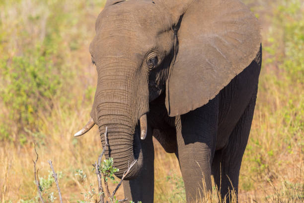 istock portrait african elephant (loxodonta africana) grazing in evening sunlight 1091228358
