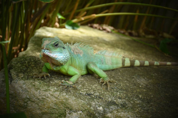 istock Chinese water dragon - Stock Image 1091229244