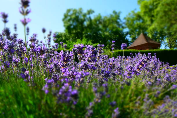 istock Lavender field 
Violet lavender field 1091229292