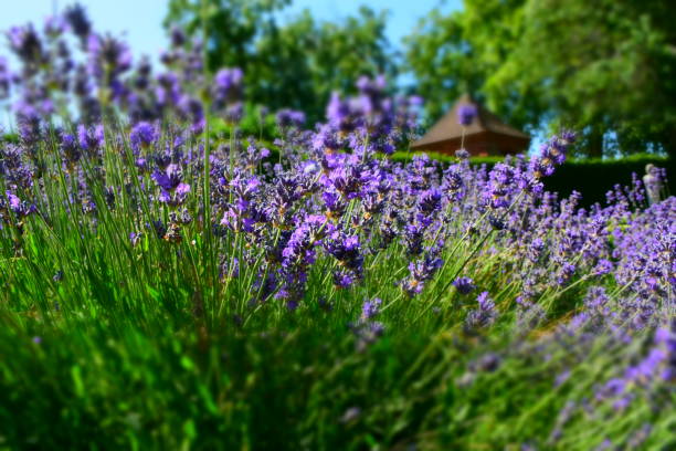 istock Lavender, stock photo 1091229334