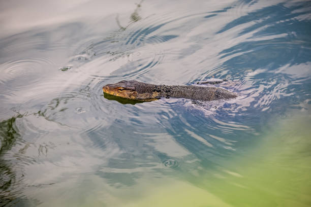 istock Swimming Water Monitor 1091231018