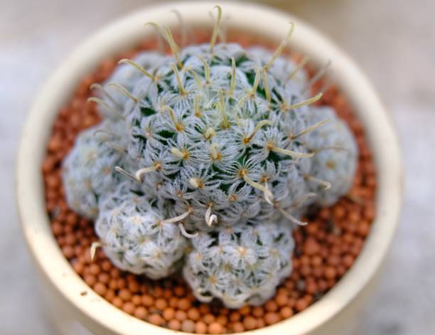 istock Green cactus plant macro view close up 1091231246
