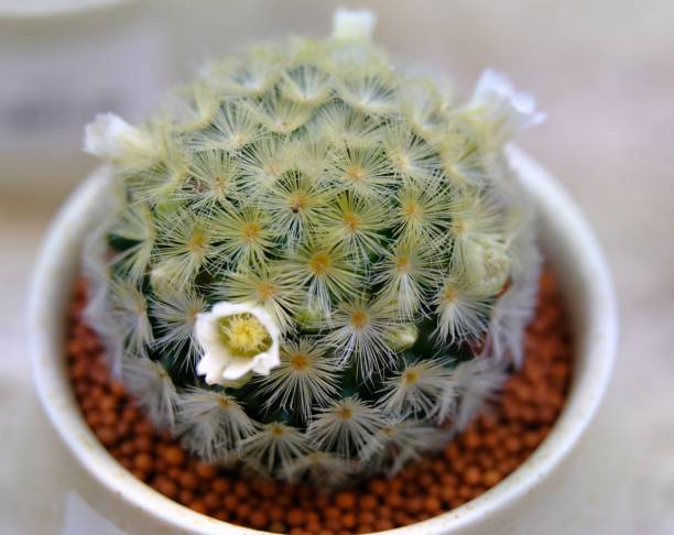istock Green cactus plant macro view close up 1091231250