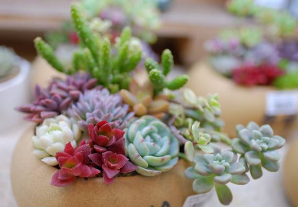 istock Different kinds of green cactus plant macro view close up 1091233044