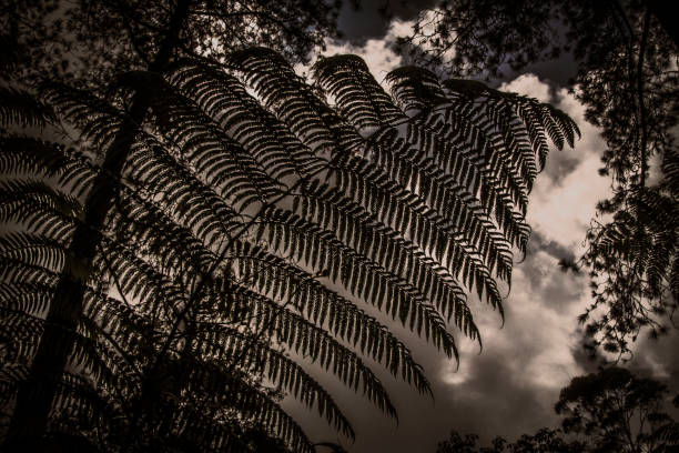 istock Large fern leaf detail monochrome 1091236062