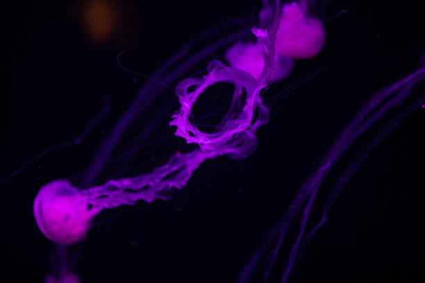 istock Beautiful colorful jellyfish in aquarium 1091236132