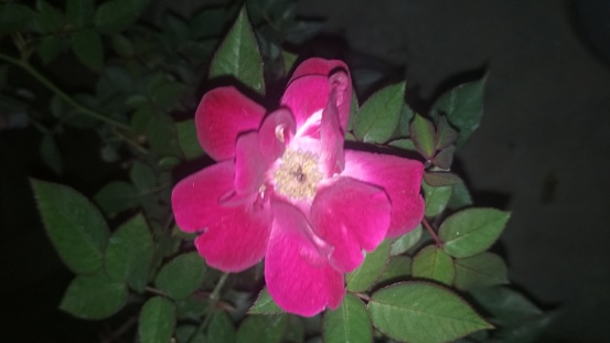 Beautiful rose flower at the night.