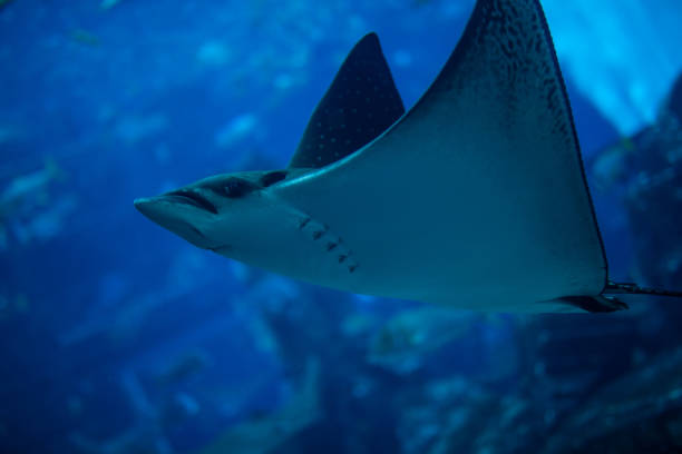istock Sealife in aquarium with scate on to foreground in blue water. 1091237256