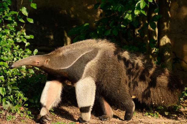 istock giant anteater (Myrmecophaga tridactyla) 1091238788