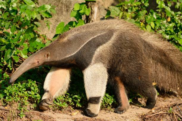 istock giant anteater (Myrmecophaga tridactyla) 1091238940