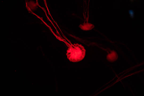 istock Jellyfish red light isolated on the black background 1091243446