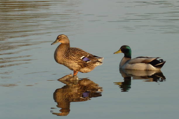 istock Male and female mallard ducks on water with reflection 1091246668