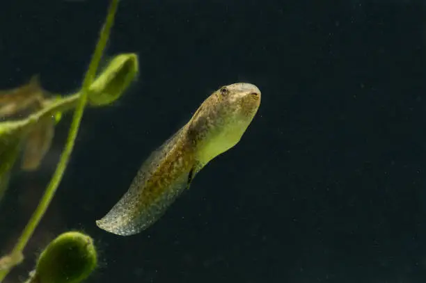 Photo of Tadpole of bullfrog (Rana catesbeiana)