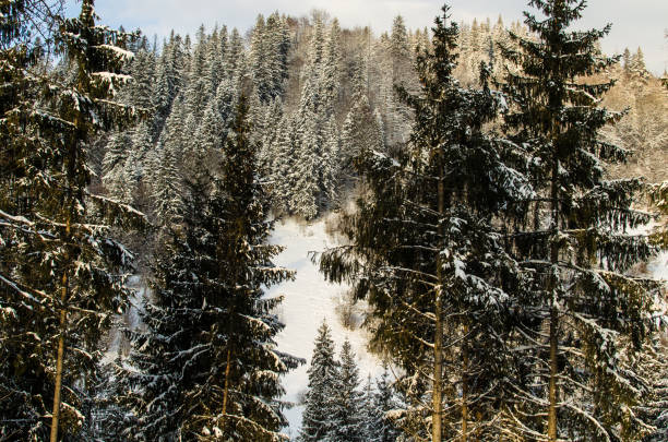 istock Winter mountain hills and magic fir-trees covered by snow 1091247036