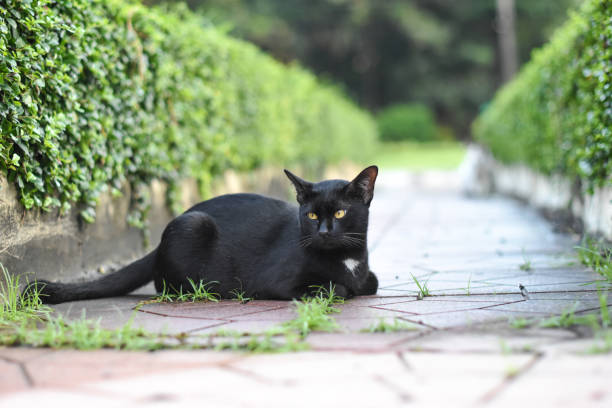 istock Black cat lying in the garden,close-up 1091247152