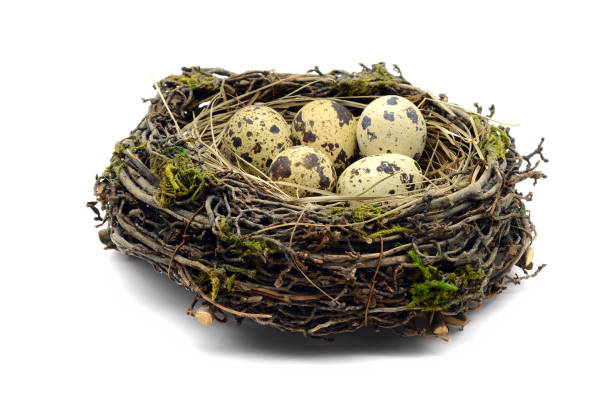istock Quail eggs in a nest. white isolated background. 1091250674