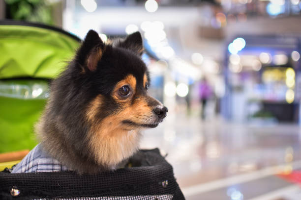 istock dog sitting in stroller looking and defocus background 1091251074