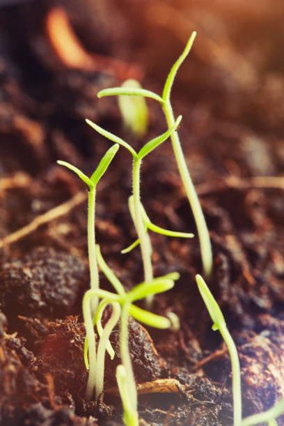 istock Young seedlings germinating from the soil 1091253760