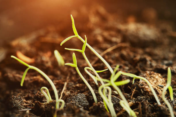 istock Young seedlings germinating from the soil 1091253772