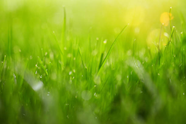 istock Grass with green blurry background in the morning 1091254096