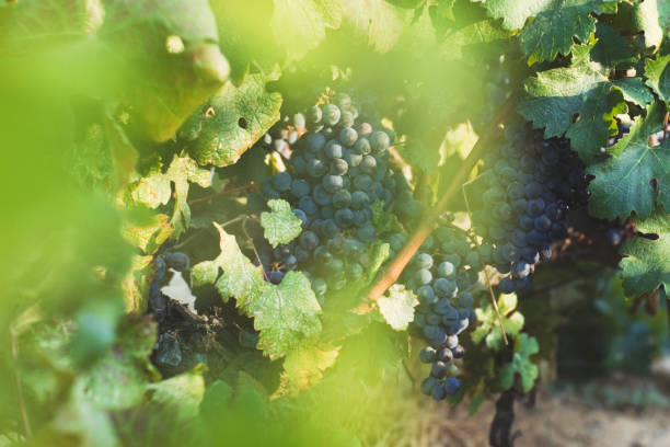 istock Vineyard at autumn harvest 1091258056