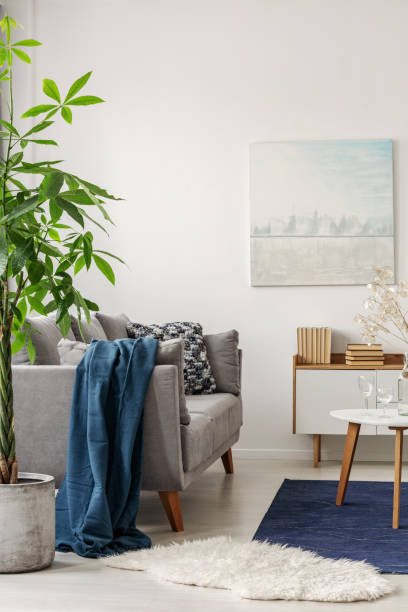 istock Big green plant in concrete pot next to comfortable grey sofa with blue blanket 1091259254