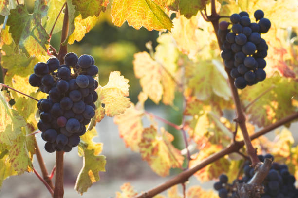 istock Vineyard at autumn harvest 1091259688
