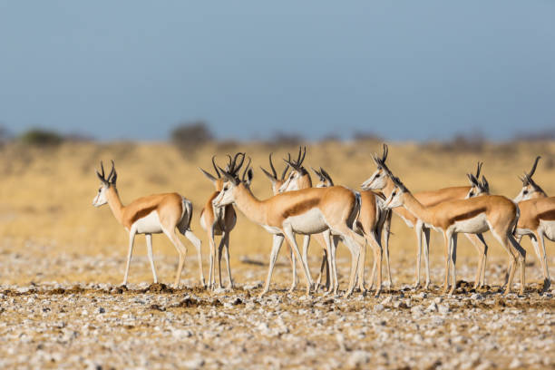 istock springbok herd (antidorcas marsupialis) standing in savanna in sunshine 1091261618