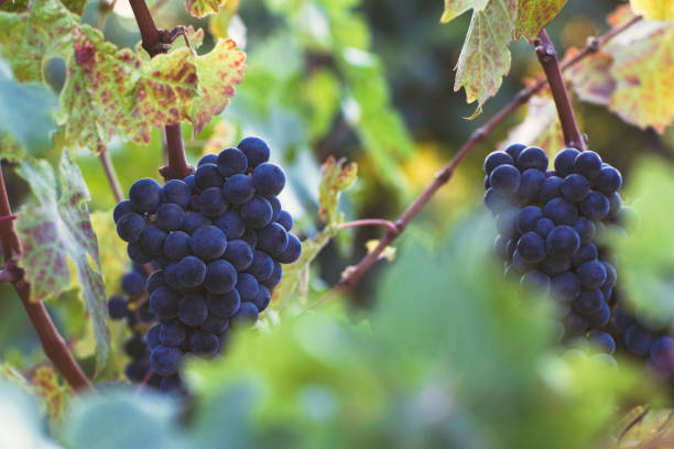 istock Vineyard at autumn harvest 1091261652