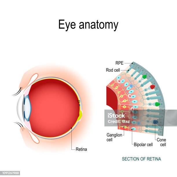 Eye Anatomy Rod Cells And Cone Cells Stock Illustration - Download Image Now - Eye, Cone Shape, Retina