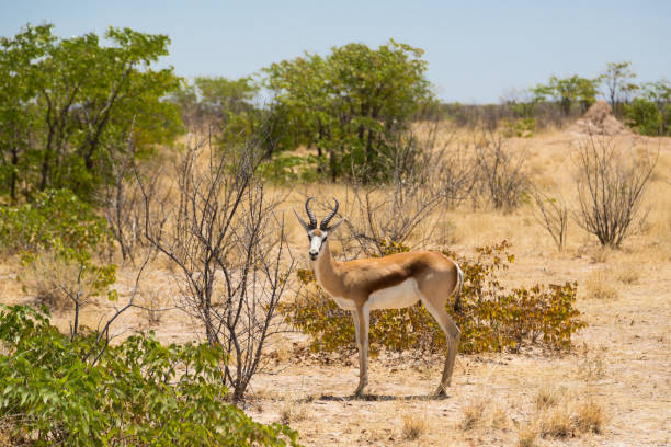 istock male springbok (antidorcas marsupialis) standing in savanna, blue sky 1091262110