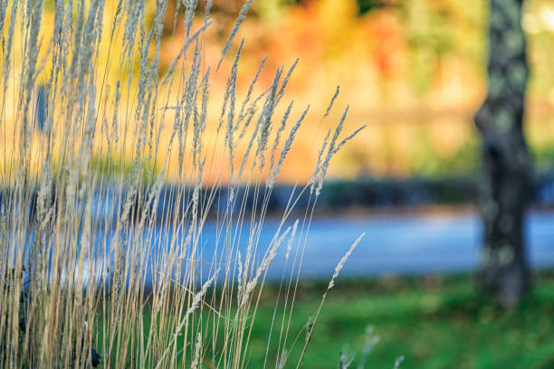 istock Tall Autumn Grass With Mahone Bay in the Background 1091262358