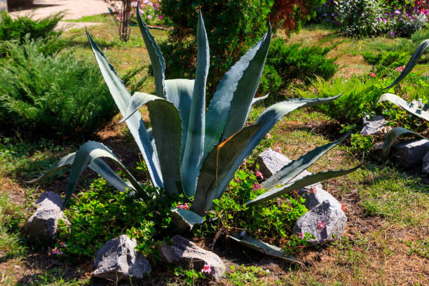 istock Agave tequilana, commonly called blue agave (agave azul) or tequila agave 1091262382