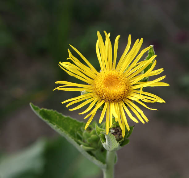 Blossoming Inula high ,Inula helenium in organic garden .Medicinal plant,homeopatic.Blurred background. Blossoming Inula high ,Inula helenium in organic garden .Medicinal plant,homeopatic,blurred background. inula stock pictures, royalty-free photos & images